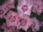 db15439d.jpg