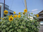 c7872648.jpg