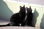 kinkan20120521002.jpg