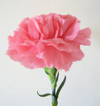 397d795f.jpg