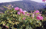 4750b048.jpg