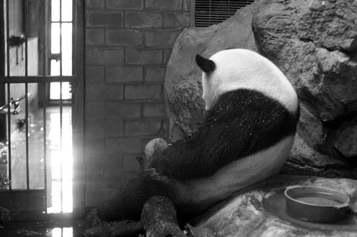 pandatiredbw.jpg