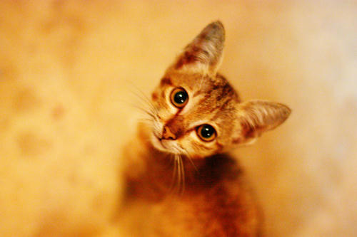 cat2.jpg