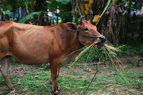 cow1.jpg