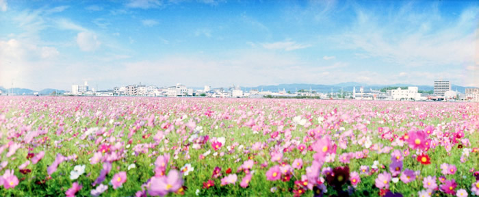 コスモス畑をHorizon Perfektで撮ったら・・・（高知市高須にて）