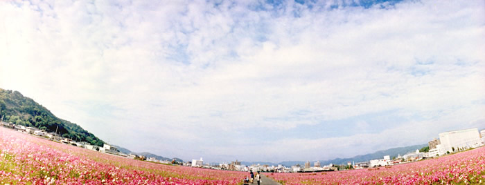 コスモス畑をHorizon Perfektで撮ったら・・・（高知市高須にて）