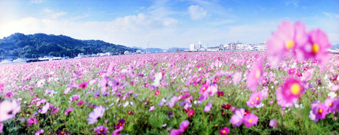 コスモス畑をHorizon Perfektで撮ったら・・・（高知市高須にて）