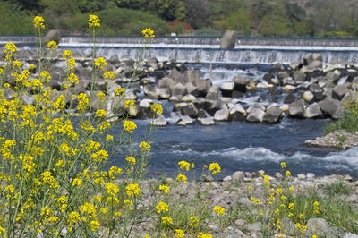 相模川と菜の花