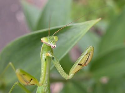 カマキリ