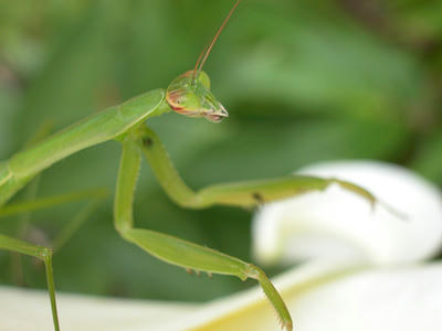 カマキリ2