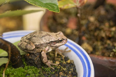 アマガエル