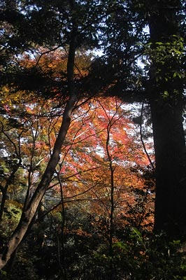 高尾山