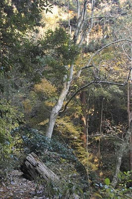高尾山