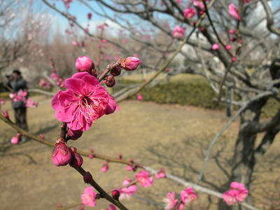 相模原北公園の梅