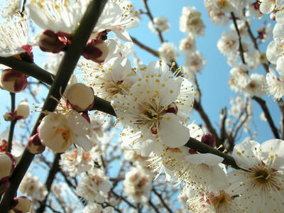 相模原北公園の梅