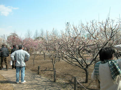 相模原北公園の梅