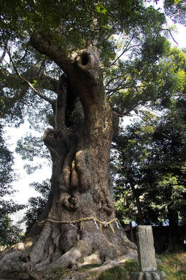 来宮神社