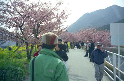 河津桜