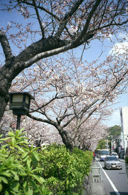 鎌倉若宮通り