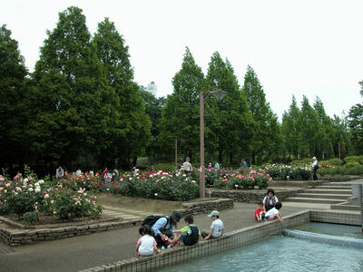 北公園のバラ