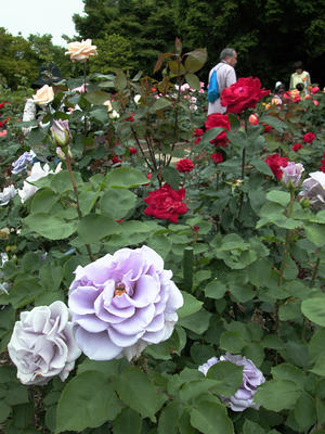 北公園のバラ
