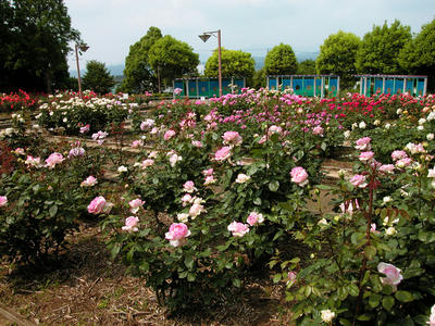 相模原北公園のバラ2