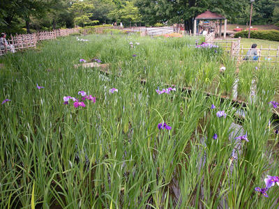 相模原北公園の菖蒲