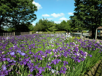 相模原北公園の菖蒲