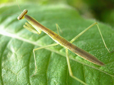 カマキリの子供