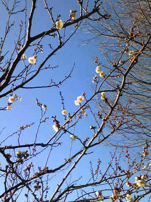 相模原北公園の梅