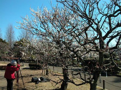 相模原北公園の梅