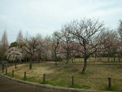 相模原北公園の梅