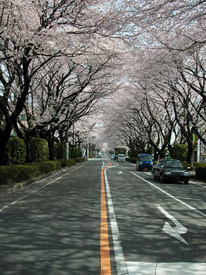 相模原の桜