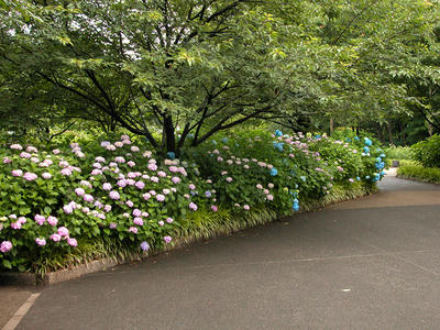 相模原北公園のアジサイ