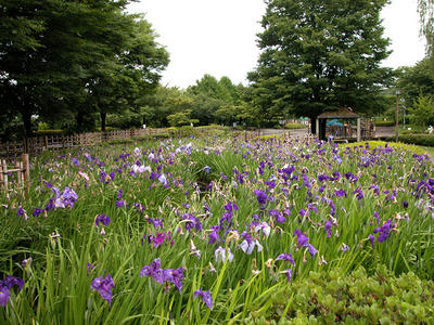 相模原北公園の菖蒲