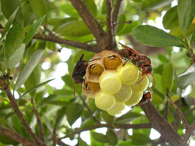キボシアシナガバチの巣には常時三匹が待機