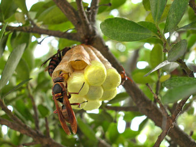 キボシアシナガバチの給餌