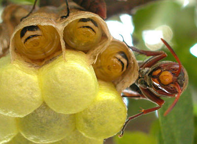 キボシアシナガバチの幼虫と成虫の正面