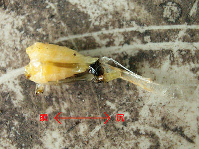 共食いされたキボシアシナガバチのサナギの残骸
