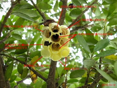 キボシアシナガバチの巣の現状