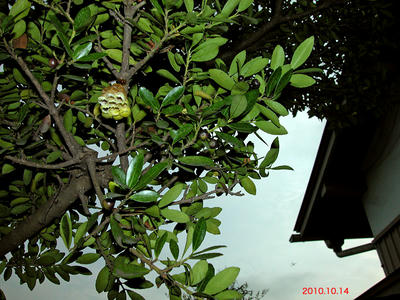 キボシアシナガバチの巣立ち