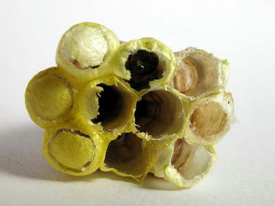 キボシアシナガバチの巣 下面
