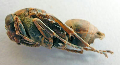キボシアシナガバチのサナギ 左側面