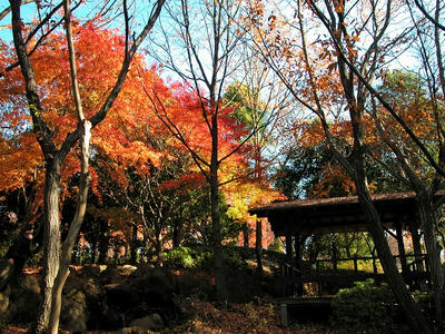 晩秋の相模原北公園-紅葉