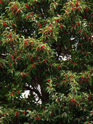 Red berries