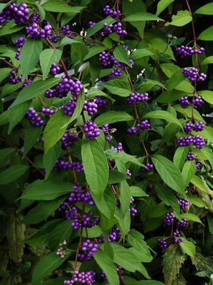 Purple berries