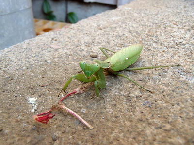 ハラビロカマキリ