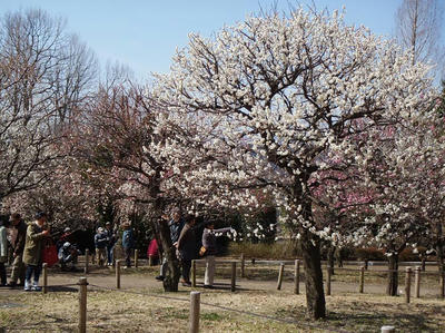 相模原北公園の梅20120320