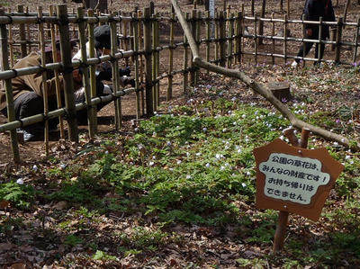 相模原北公園のキクザキイチゲ20120402