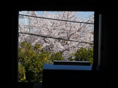借景の桜